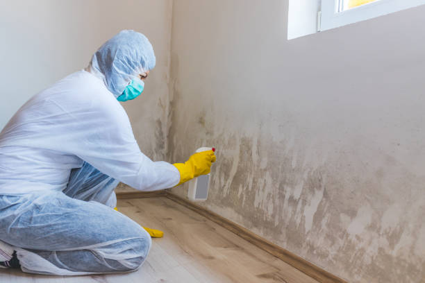 Licensed Mold Removal service in Haddonfield, NJ - Car Mold Remediation