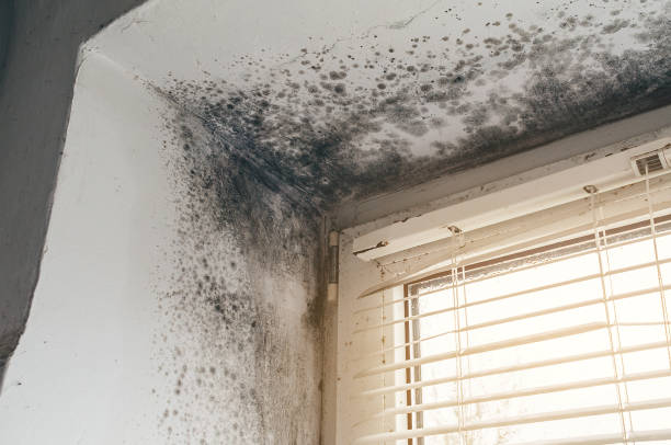Affordable Mold Removal solutions in Haddonfield, NJ